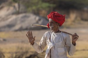 A shepherd of Rajasthan, in the Gujjar homeland
