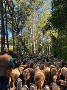 A shepherd with his flock, the Gujjars' pastoral life continuing today