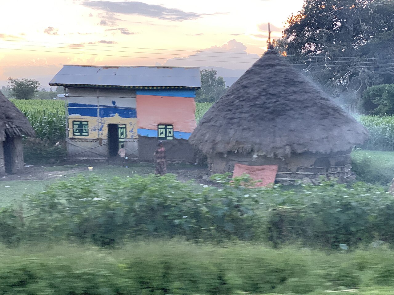 A round thatched house near Butajira in Gurage country, set among enset gardens.
