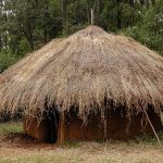 A Gusii homestead in the green highlands of southwestern Kenya.