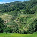 The Honghe Hani rice terraces, the masterwork of the Hani people