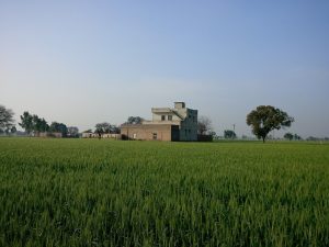 Wheat fields and farmhouse on the plains of Haryana