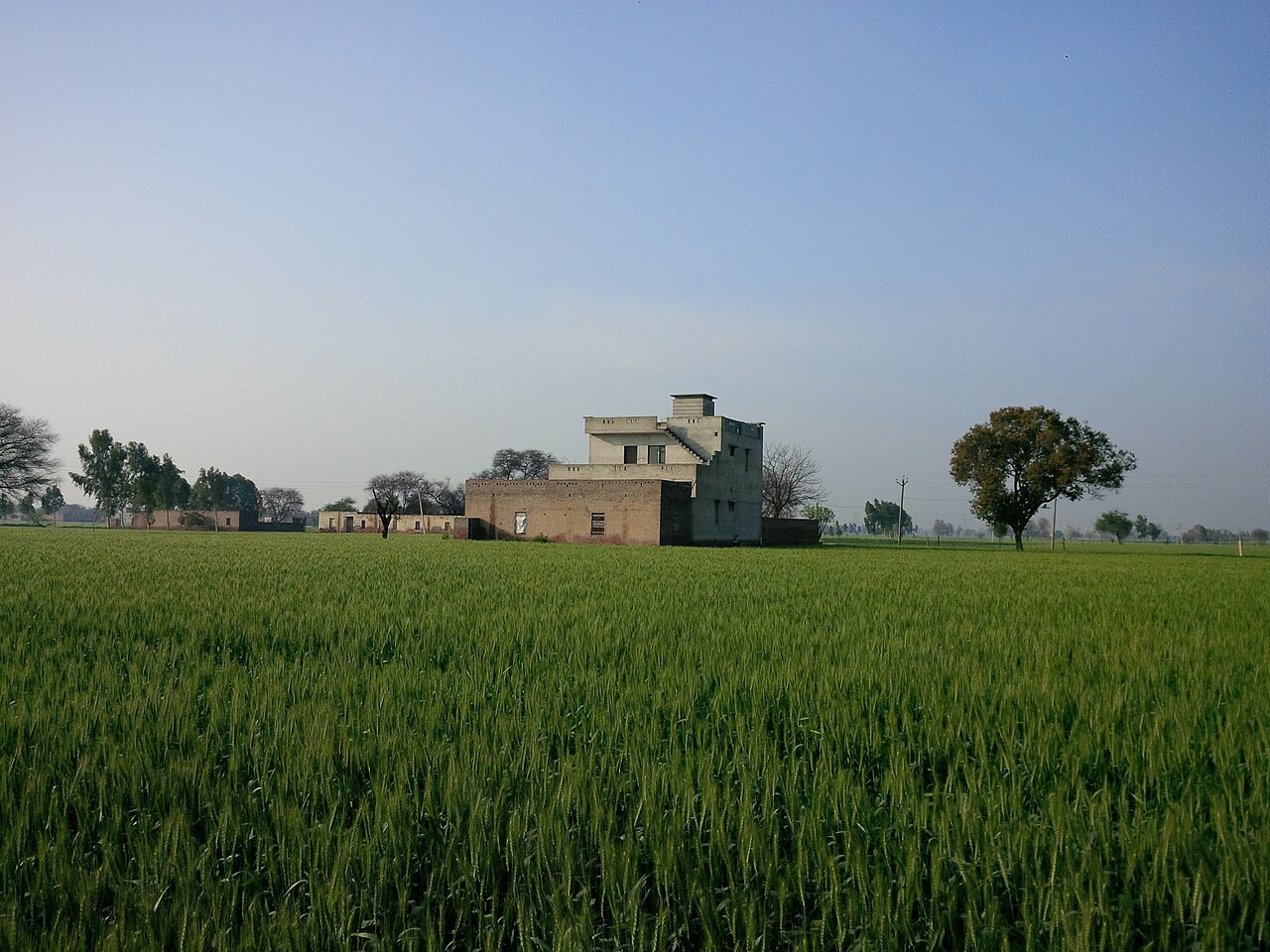 Wheat fields and farmhouse on the plains of Haryana