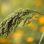 Millet Grain