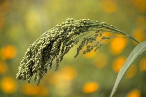 Millet Grain