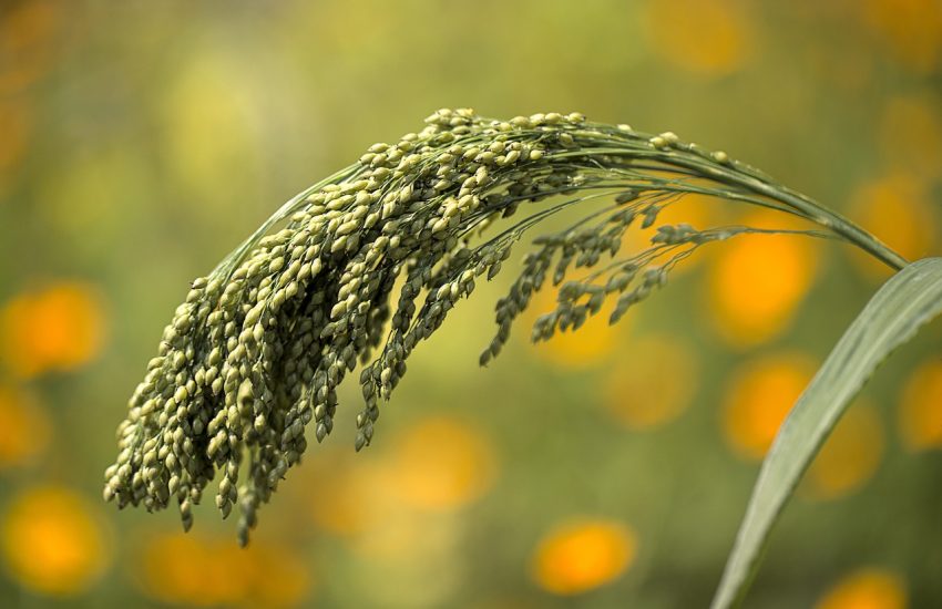 Millet Grain