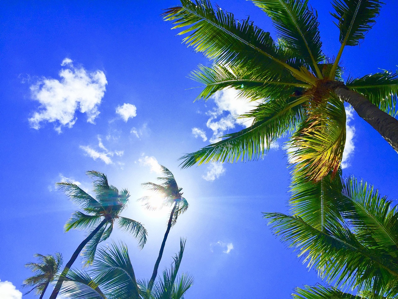 Hawaii Aloha