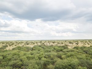 The bush and grassland of central Namibia, the Herero homeland.