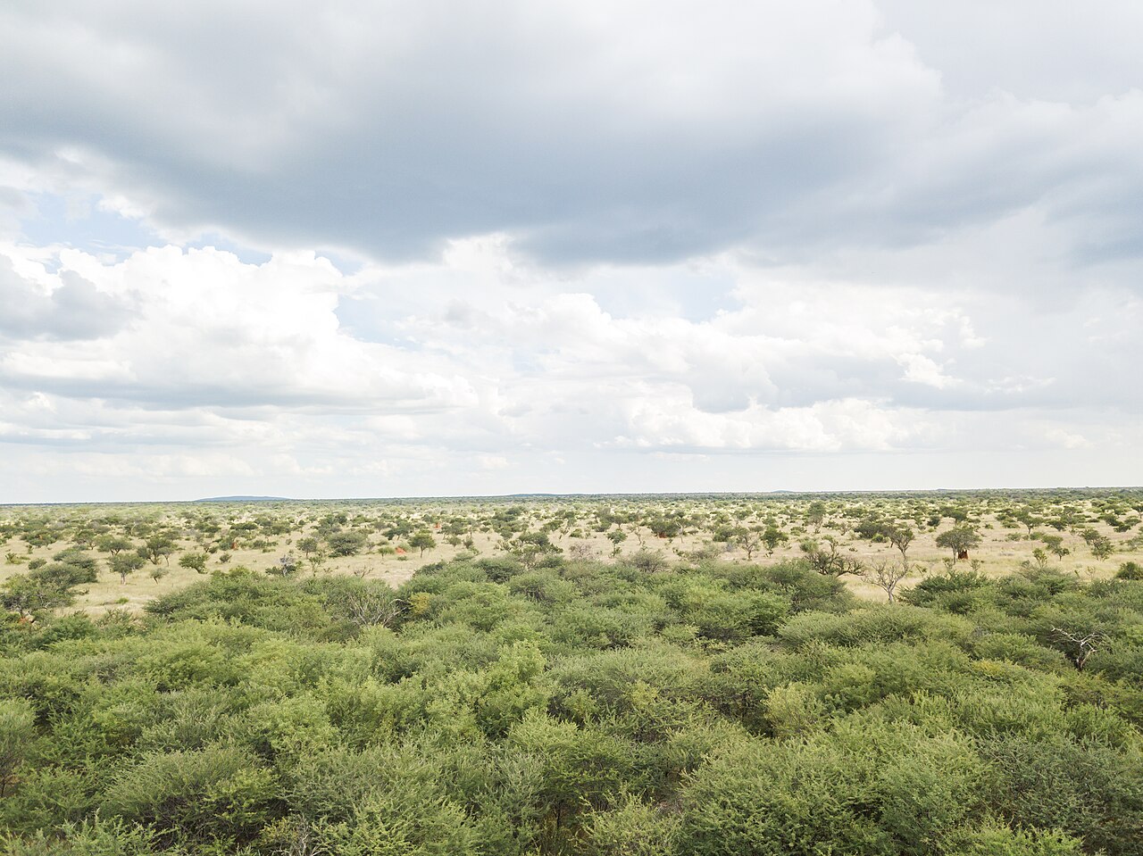 The bush and grassland of central Namibia, the Herero homeland.
