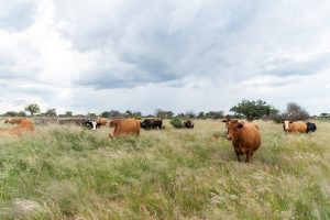 A herd of cattle in the Namibian savanna; cattle are the heart of Herero life.