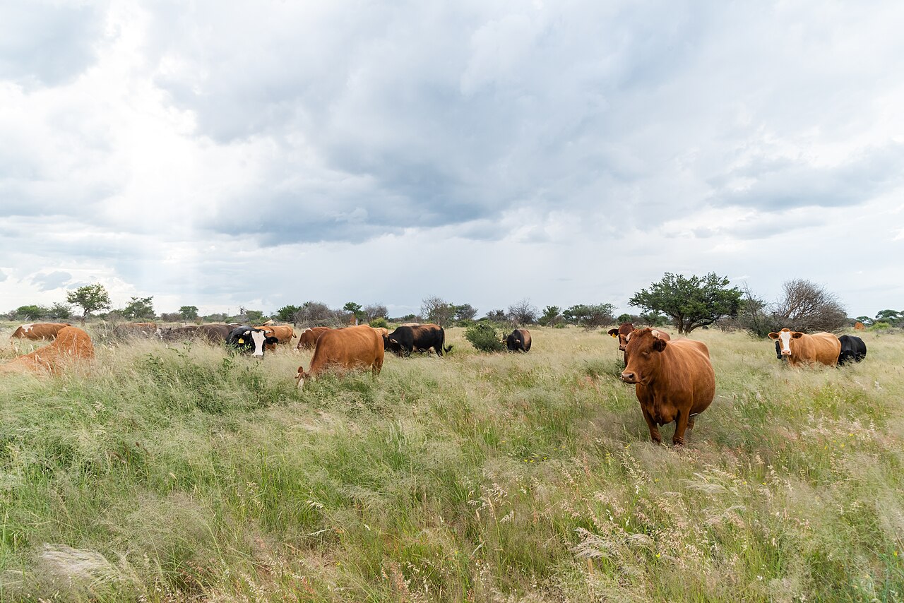 A herd of cattle in the Namibian savanna; cattle are the heart of Herero life.