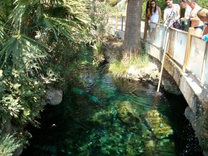 The antique pool at Pamukkale, where visitors swim among fallen marble columns.