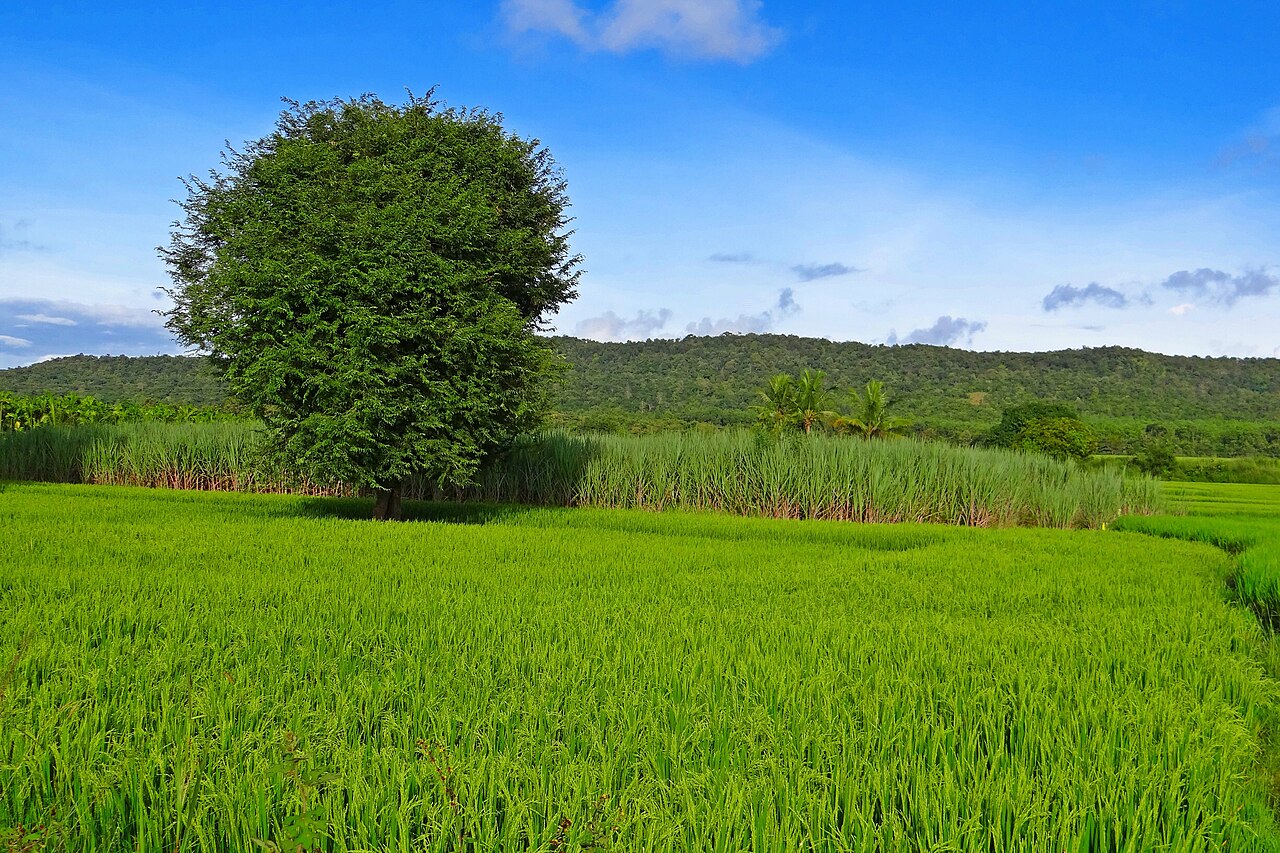 Rice fields; the Ho are settled cultivators of the plateau