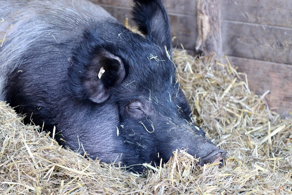 Pigs and Highland Wealth