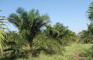 Oil Palm