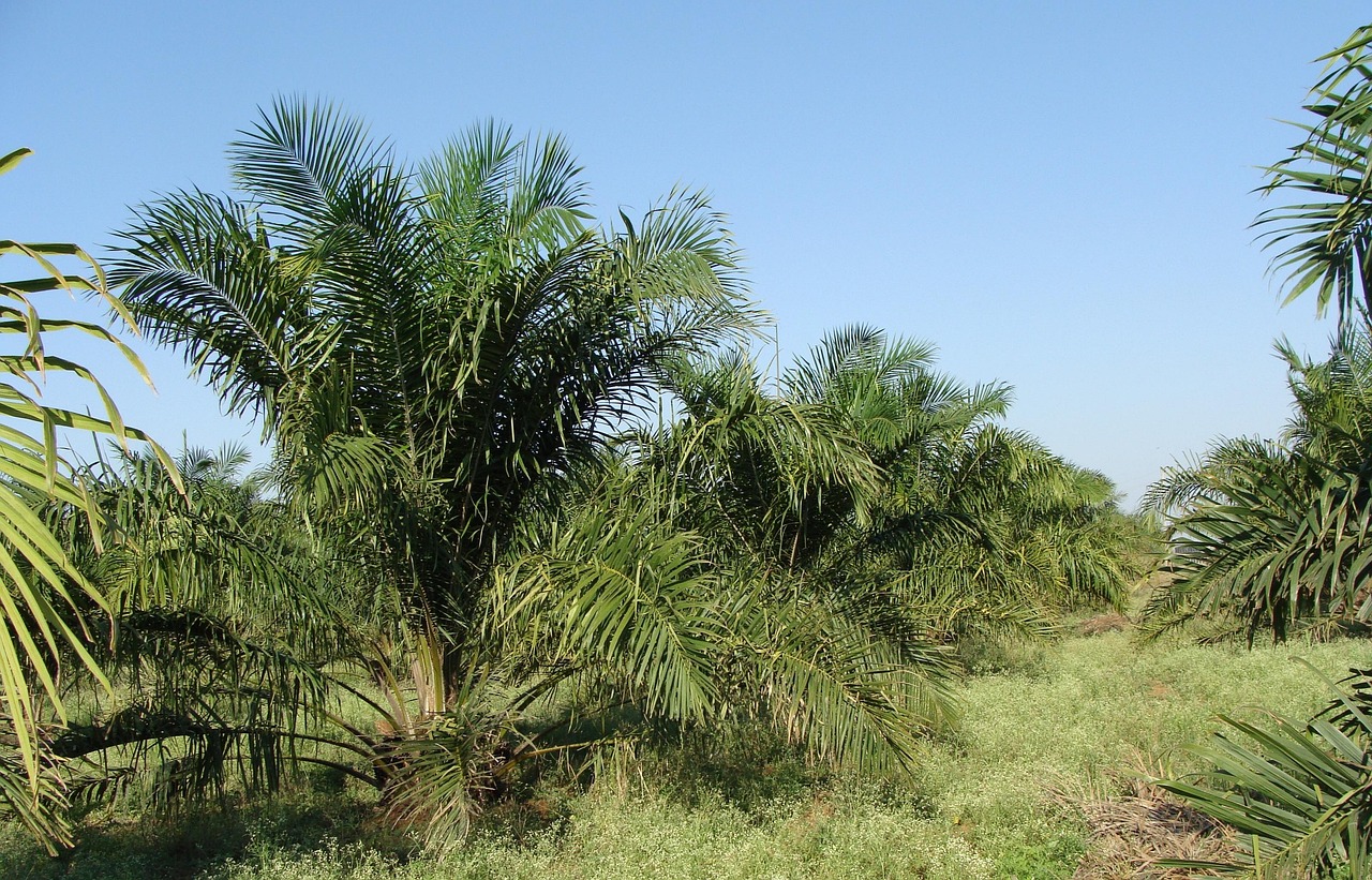 Oil Palm