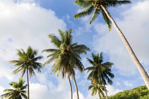 Coconut Sky