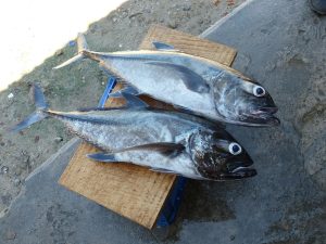 Fish Fishes
