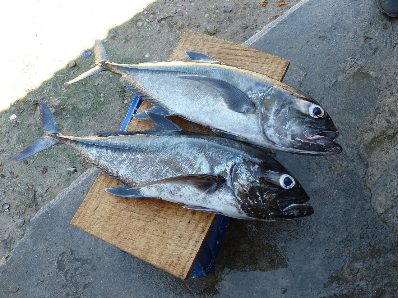 Fish Fishes