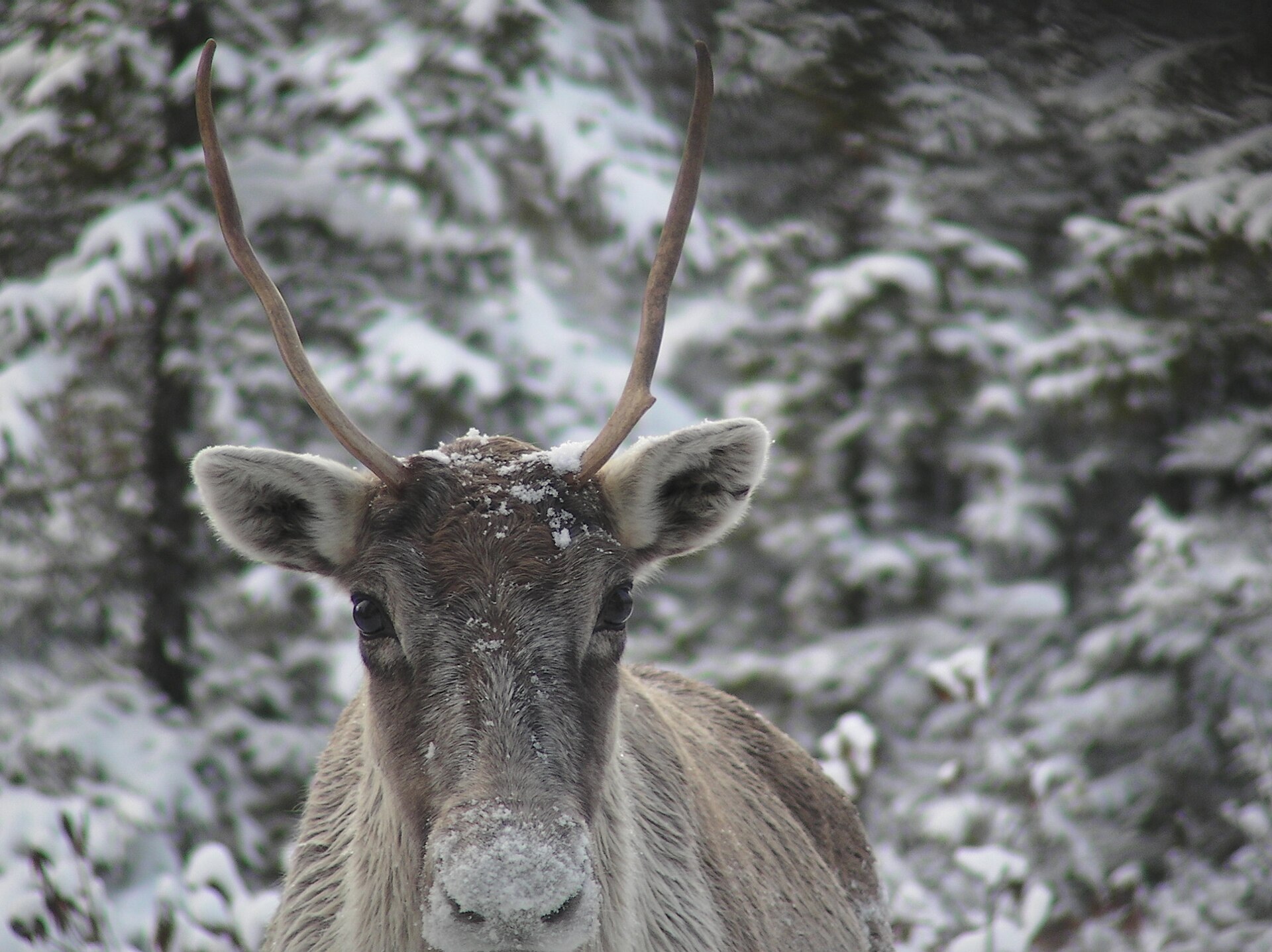 A caribou; its meat was the mainstay of the Innu diet.