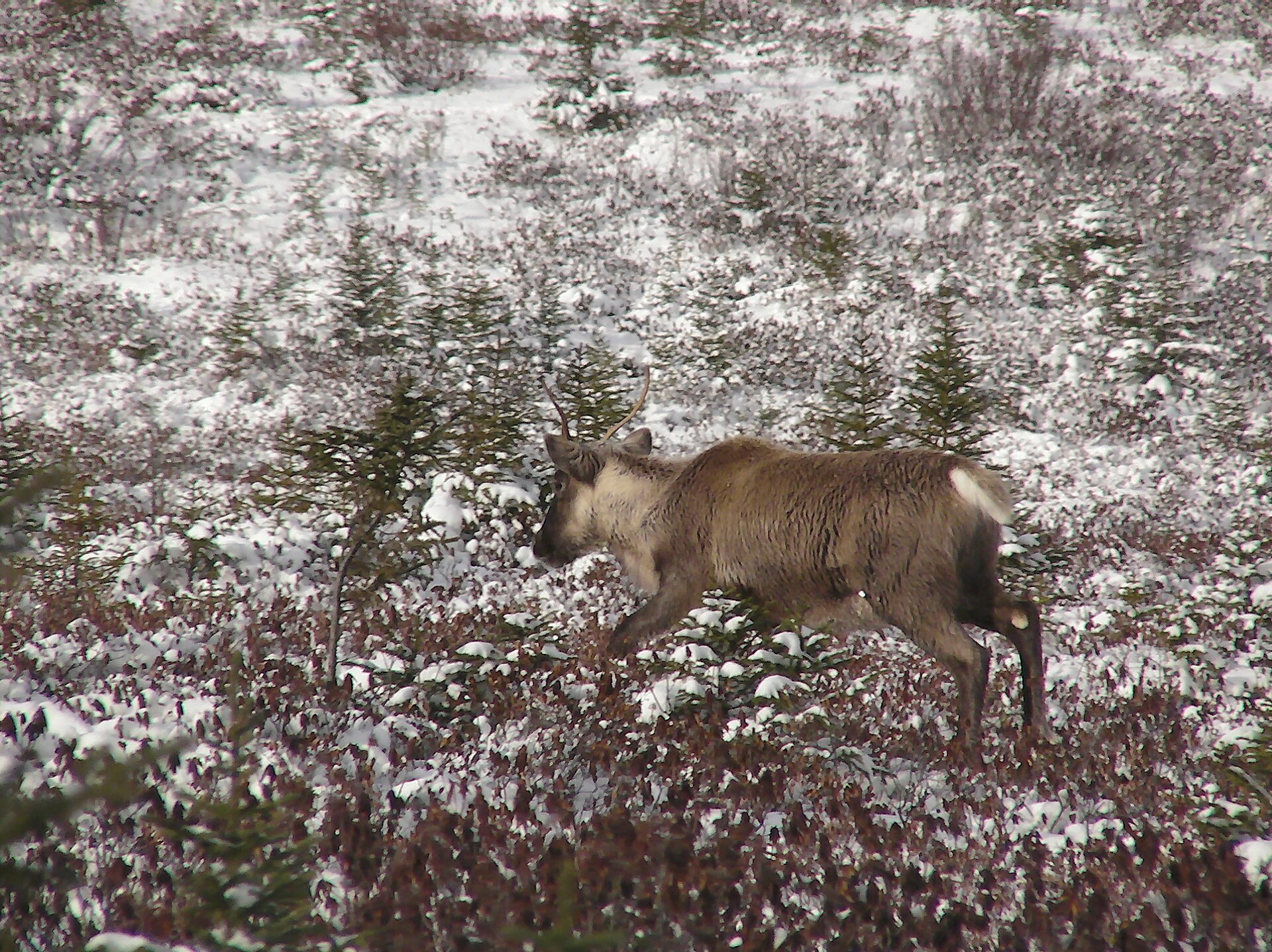 Caribou in Quebec; the caribou hunt was at the heart of Innu life.