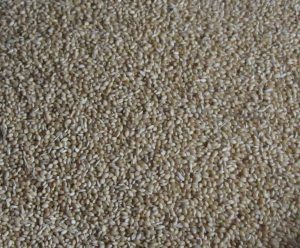 Foxtail millet, a staple grain of the Irula