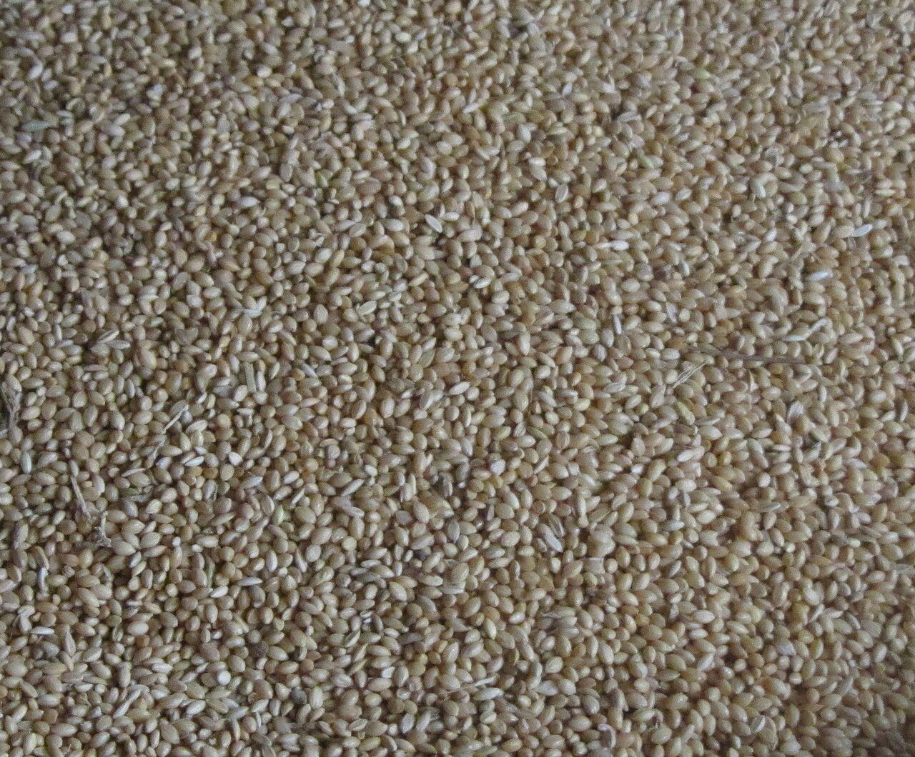 Foxtail millet, a staple grain of the Irula