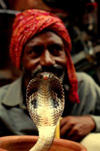A snake-handler of old India, an ancient Irula calling