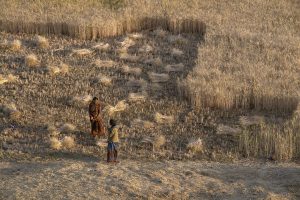 The wheat fields of the northwestern plains, homeland of the Jats