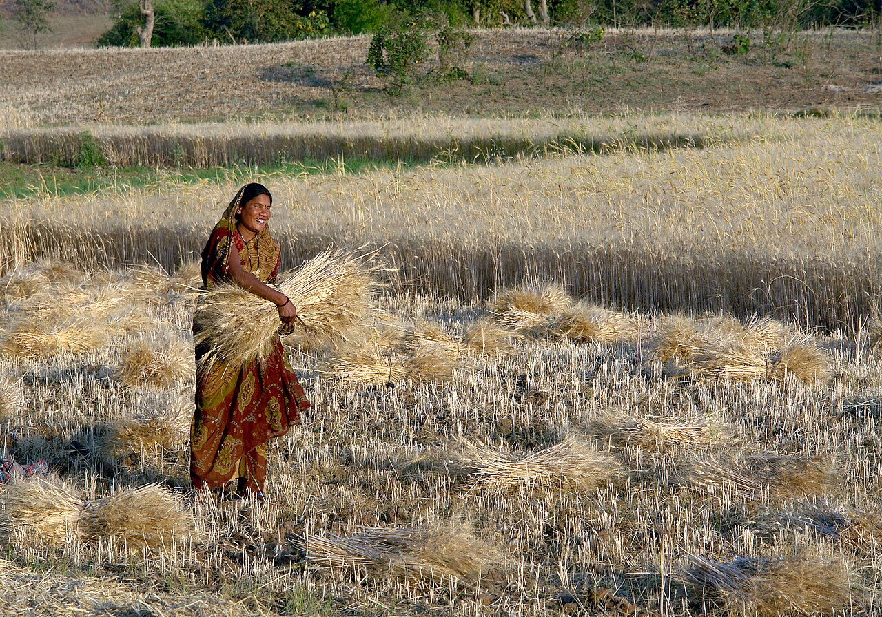 Harvesting wheat, the mainstay of the Jat farmer