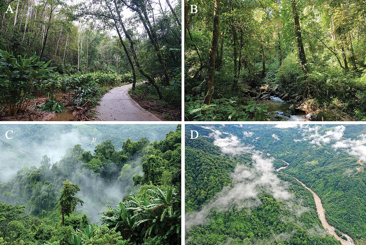The montane rainforest of Dehong