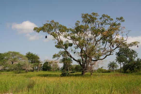The green landscape of the Casamance, the Jola homeland in southern Senegal.