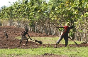 Rice cultivation in the Casamance; the Jola are master rice farmers.