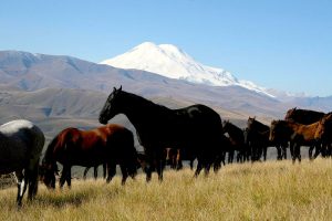 The famed Kabardian horse, prized across the Caucasus