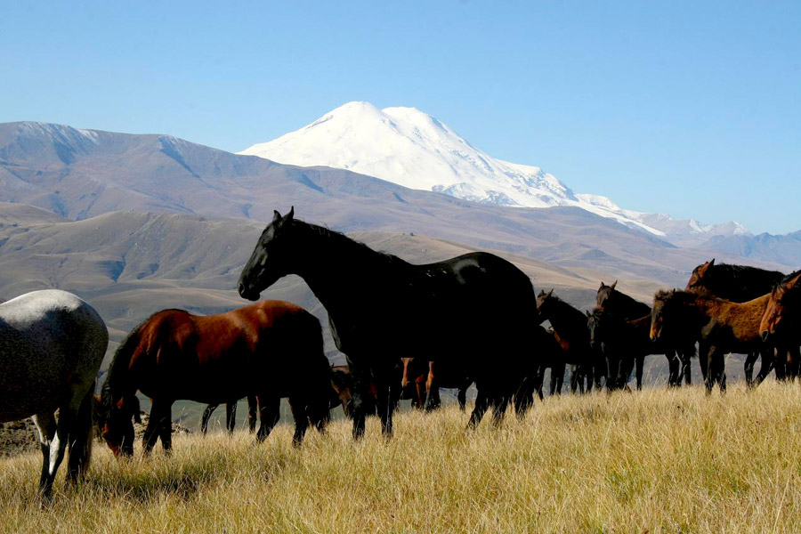 The famed Kabardian horse, prized across the Caucasus