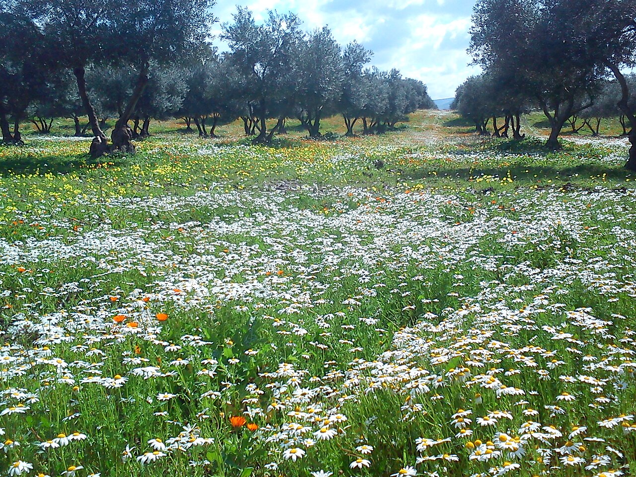 Olive groves in Kabylia; the Kabyle are farmers of olives and figs.
