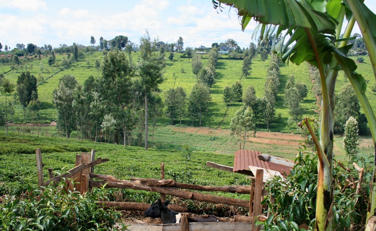 The agricultural highlands of the Kenyan Rift Valley