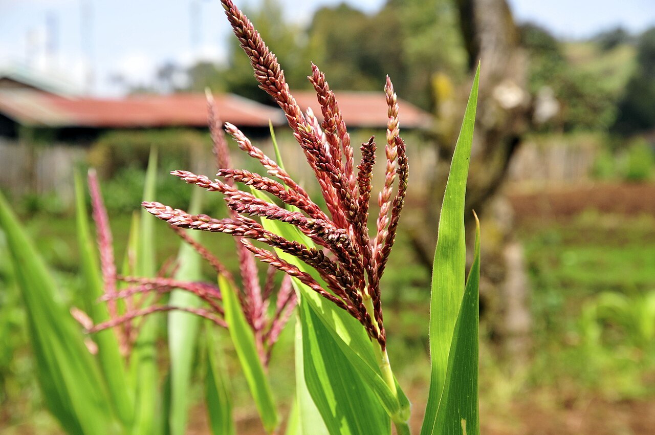 Maize farming in the Kenyan highlands, a mainstay of the Kalenjin
