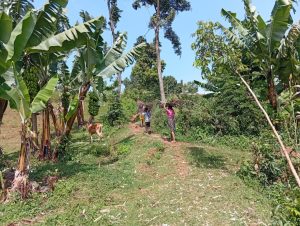 Farming in Kenya; the Akamba combine cultivation with herding.