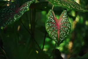 Taro Plants