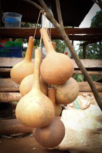 Dried calabash gourds in Uganda, used as containers for milk and food.