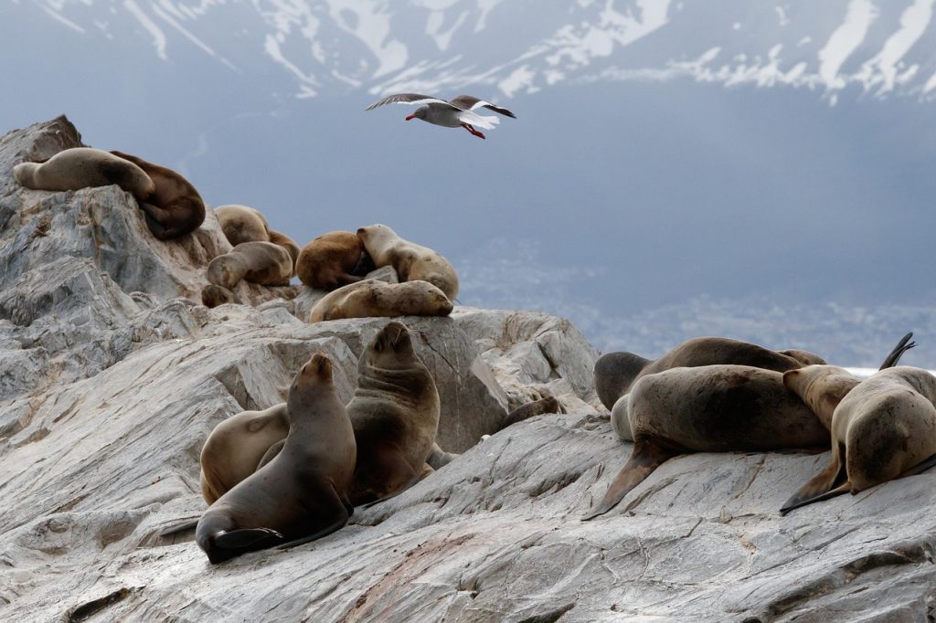 Sea lions on the rocks