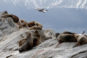 Sea lions on the rocks