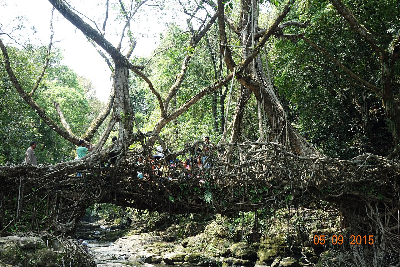 A living root bridge, the Khasi people's craft of growing bridges from roots
