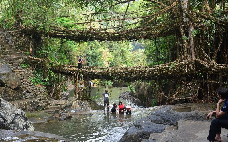 A double-decker living root bridge, the famed bio-engineering of the Khasi