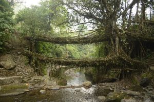 The living root bridges of the Khasi hills, grown over generations