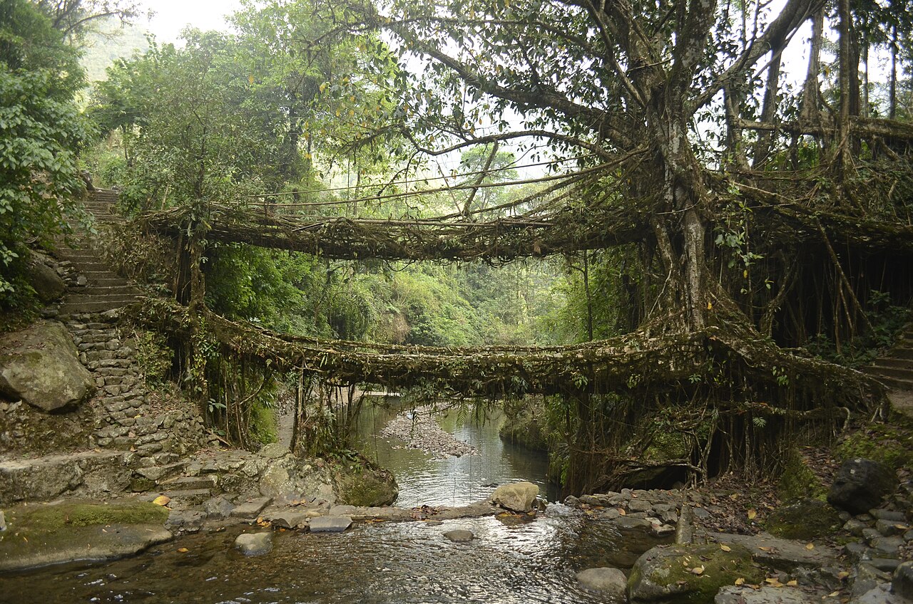 The living root bridges of the Khasi hills, grown over generations