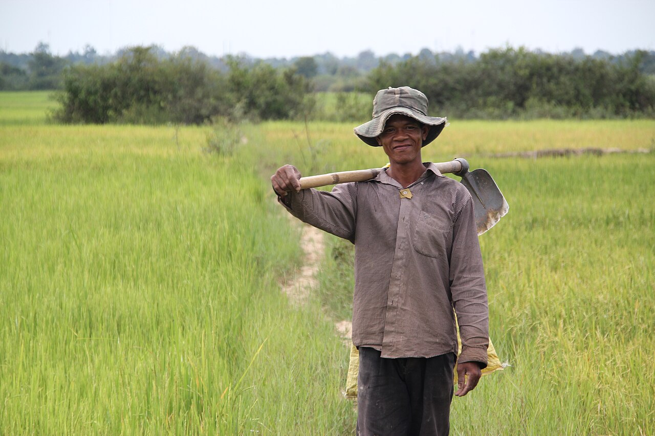 A Cambodian rice farmer in the paddy fields