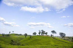 A tea plantation