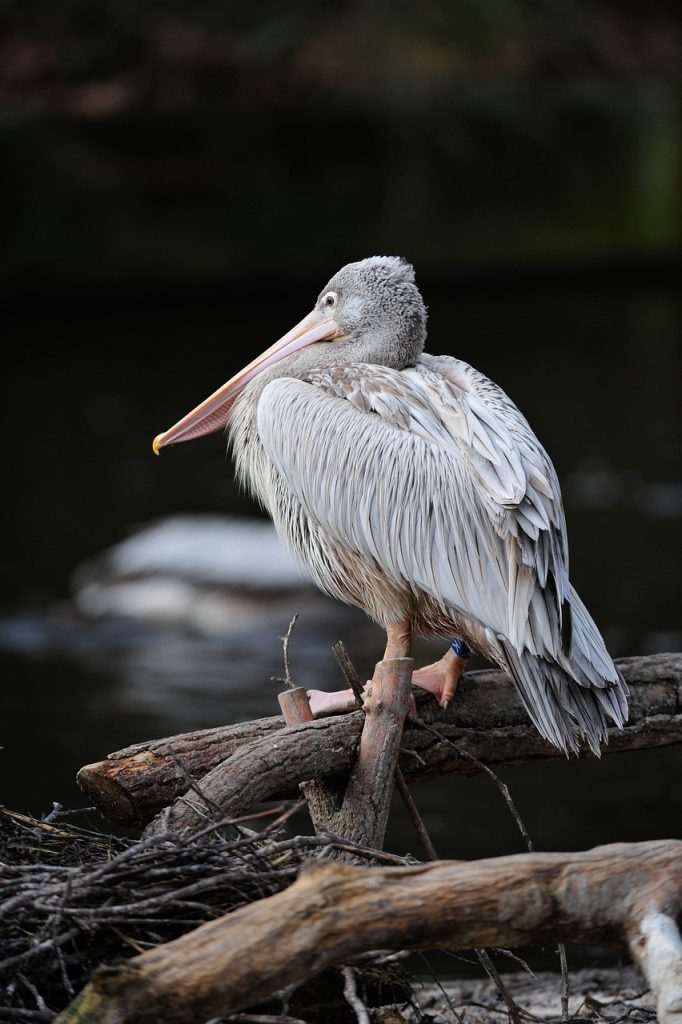 Pelican on the water